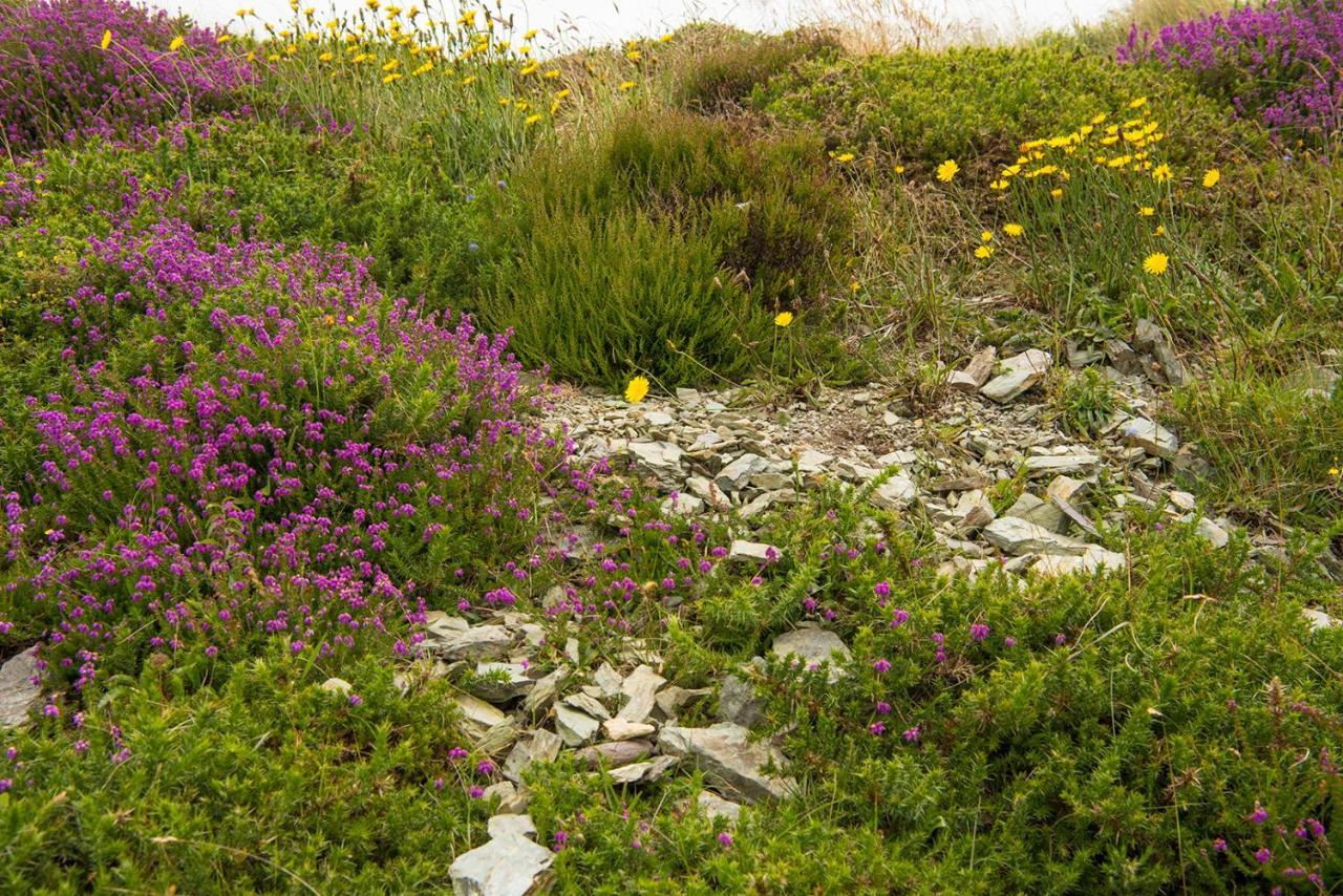 Ring Of Kerry - Einmaliger Blick Auf Skelligs Daire Clynacartan Dış mekan fotoğraf